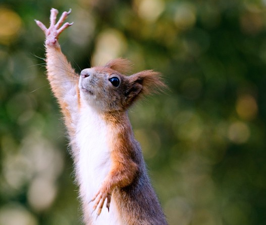 jules-high-five-challenge